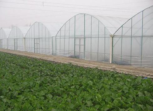 陜西溫室大棚 陜西溫室大棚