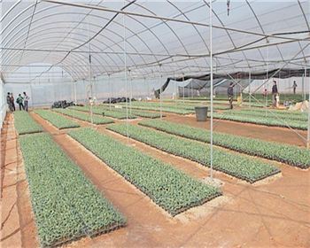 陜西單體大棚和連體大棚有什么區(qū)別?